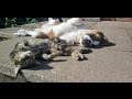 Cat Snuggles With Saint Bernard Puppy