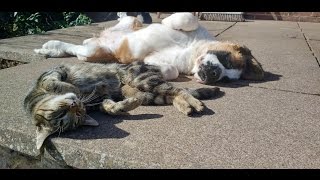 Cat Snuggles With Saint Bernard Puppy
