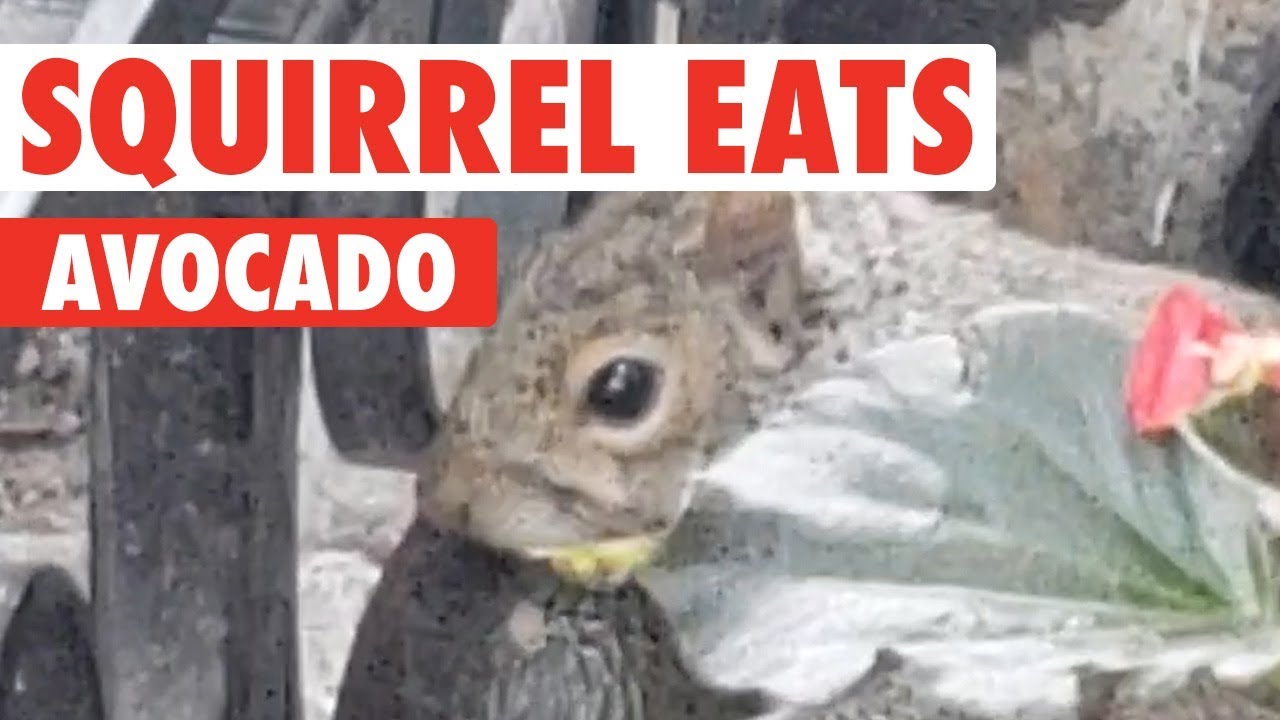 Squirrel Munches on Avocado YouTube