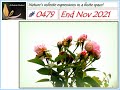 Ashrama Gardens Photo Video # 0479 - Dec 10, 2021 Edition - End Nov 2021 Clicks