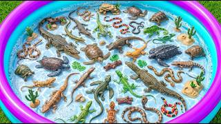Reptiles For Toddlers: Snake, Iguana, Turtle & Chameleon | Toddler Learning Video