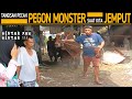 Rawat selama dua tahun tangis ibu pecah saat calon sapi qurban pegon 1 ton super kita bawa pulang 