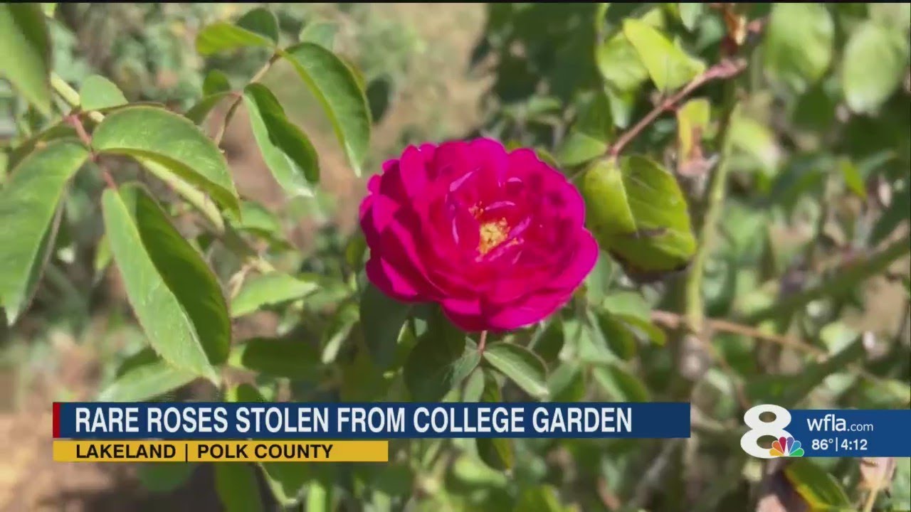 Collection of rare roses targeted by a thief, Florida Southern College horticulturist suspects