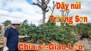 Chia sẻ báo giá một số tác phẩm Bonsai tầm trung bê tay đến ae chơi cây(Mr đại 0967828345)