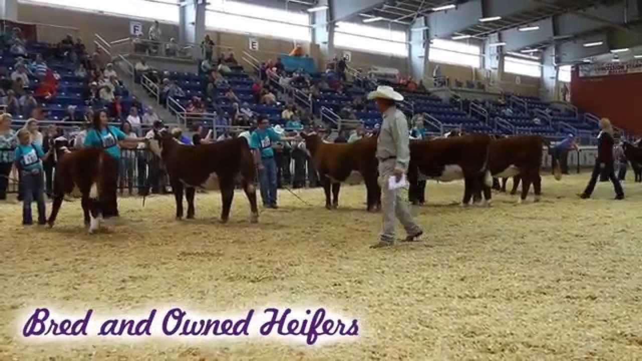 2014 Junior National Hereford Expo Sure Champ Highlights - Bred and Owned Heifers
