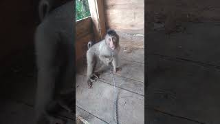 MARINE MONKEY IN THE HUT #SHORTS