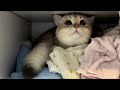[Highlights] 8 month old kitten cat hiding and chilling inside wardrobe
