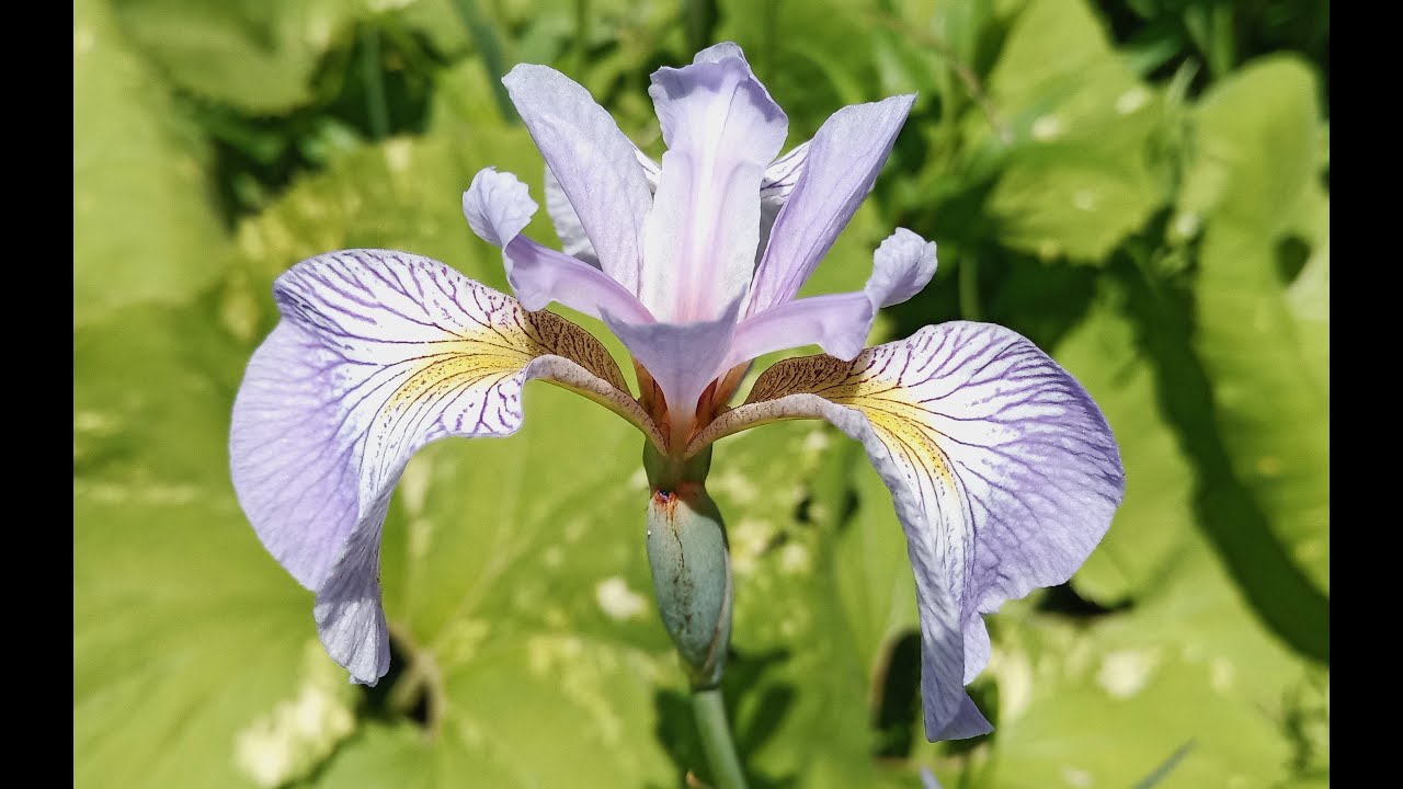 Spring Queems Queens Botanical Garden. Late Spring - YouTube