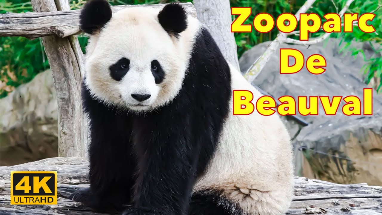 Photos - The ZooParc de Beauval - Tourism & Holiday Guide