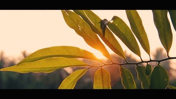 samsung galaxy note 5 || cinematic video test|| colour graded