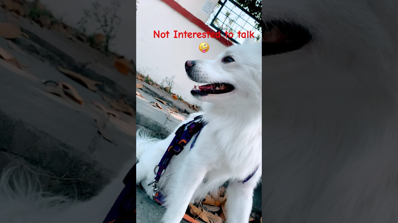 Ham mar jayenga❤️🥰 