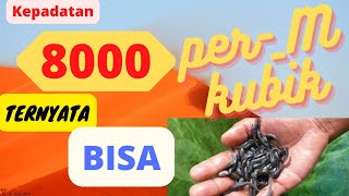 Budidaya  Lele padat tebar tinggi 8000 ekor/M3, segmen pendederan benih