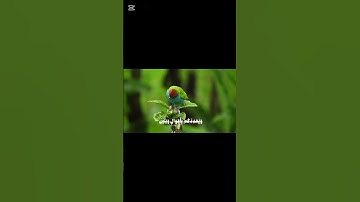 {فَقُلْتُ اسْتَغْفِرُوا رَبَّكُمْ إِنَّهُ كَانَ غَفَّارًا} ايات من سورة نوح #قرآن #quran #اكسبلور