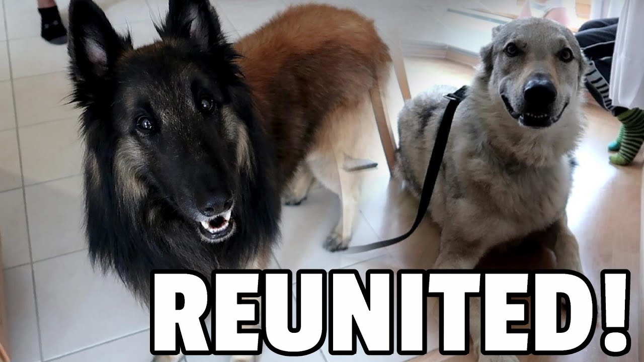 Reunited with a Czechoslovakian Wolfdog | Day in the Life of a Belgian Shepherd Dog