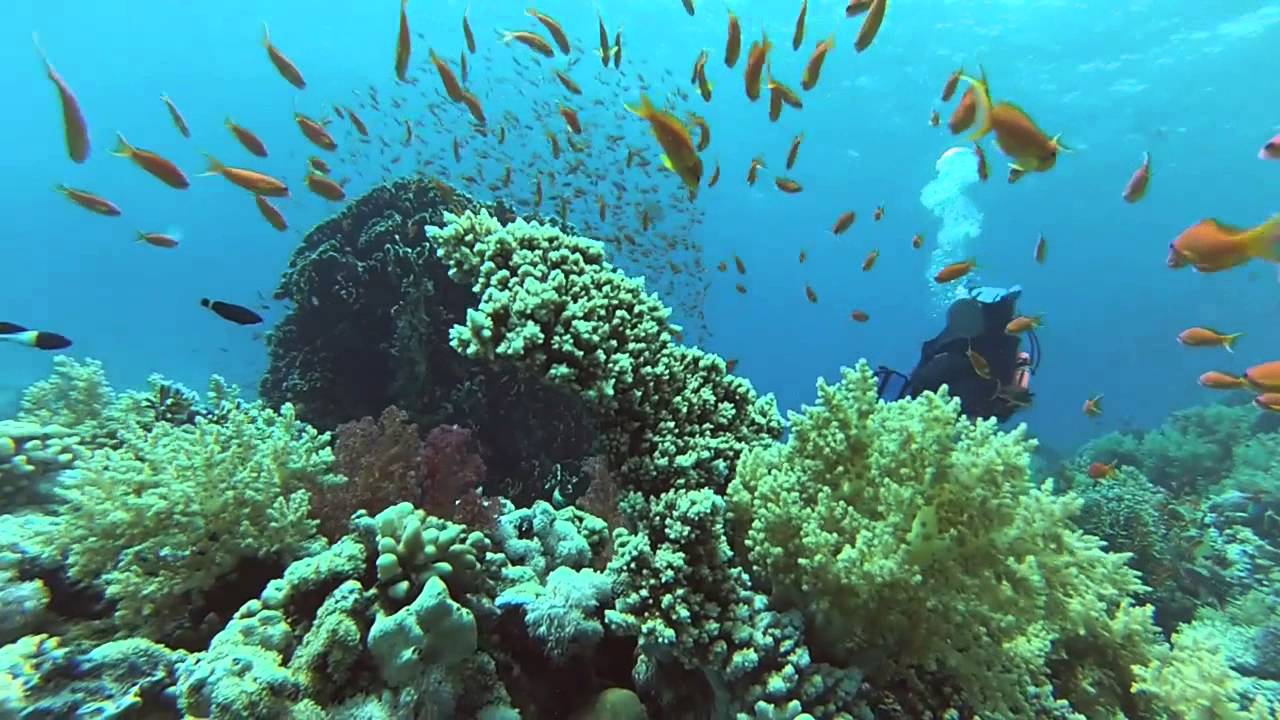 Diving in Thistlegorm wreck and Yolanda reef, Sharm El Sheikh