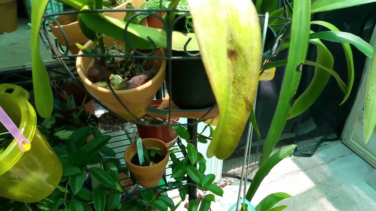 Better Grow Orchids, Oncidium bargain haul YouTube