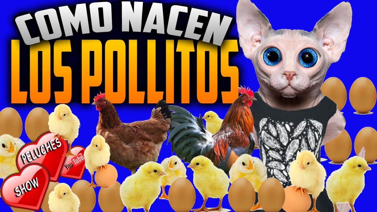 GALLINA Y POLLITOS Pollitos recien nacidos