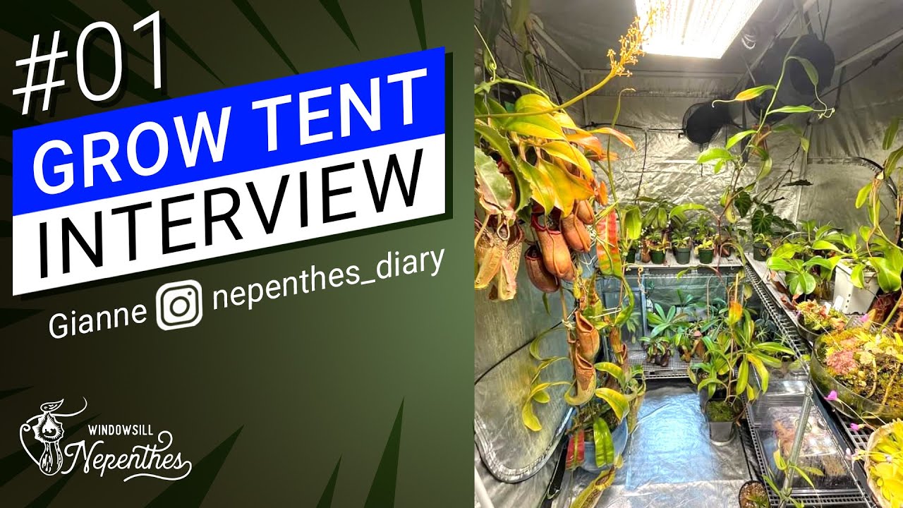 😀 Grow Tent Nepenthes Growers Interview 01 🌿 (How people grow pitcher plants indoor)