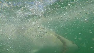 12 Foot Great White Shark Attacks 2 - Andrew Carter, Bruce Corby by Sharks Happen 10,676 views 1 month ago 4 minutes, 16 seconds