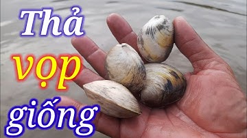 Thả vọp giống. #thuvicamau