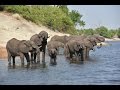 360 Video  - Elephants at the banks of the Chobe River  - Photos of Africa