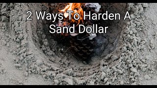 How to Harden a Sand Dollar