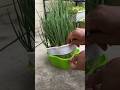 Grow onion plant at home# #OnionFarming #HomeGardening #GrowOnions #FarmingTips #OrganicFarming