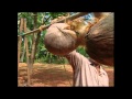 MALE MONKEYS CLIMBING COCONUT PALMS...AND SERVING SANDALS!