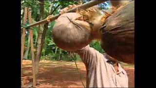 MALE MONKEYS CLIMBING COCONUT PALMS...AND SERVING SANDALS!