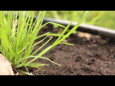 Video: Jaarlijkse bluegrass - een onkruid of een mooie gazondecoratie?