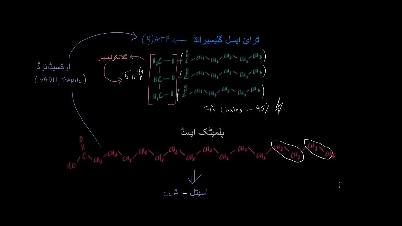 overview-of-fatty-acid-oxidation-khan-academy-urdu-youtube