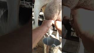 milking a goat.