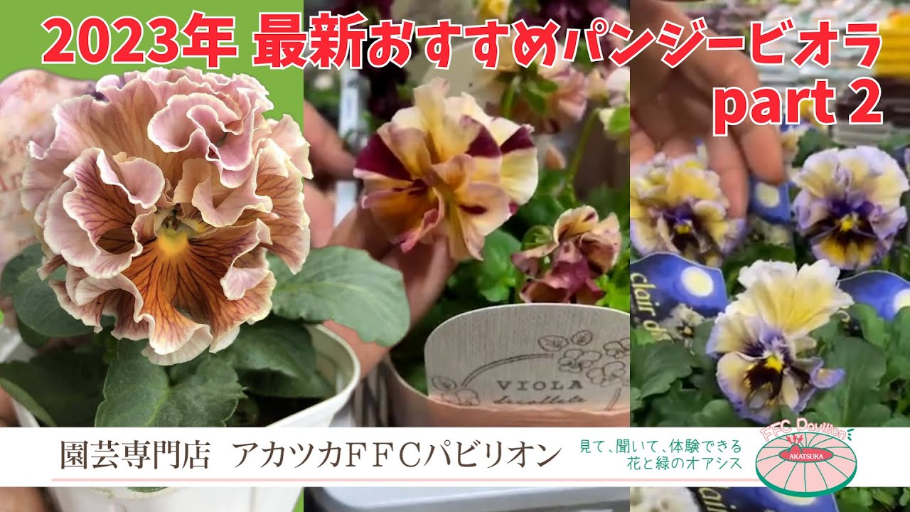 パンジー様ご確認用 2023年秋・パンジービオラ最新＆おすすめ品種紹介 part2【園芸専門店
