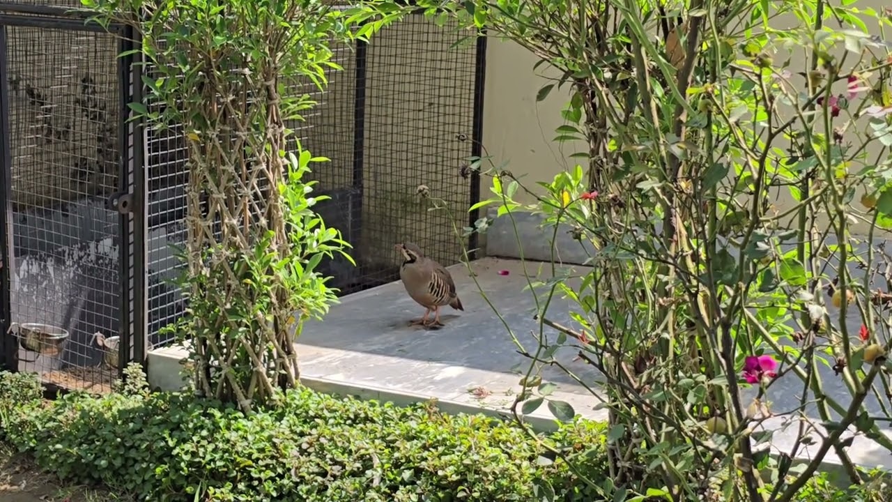 Mada chakor ki khobsorat awaz | Female chakor voice for hunting Keklik sesi dişi