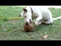 our doggie eating a coconut