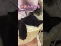 犬は嗅覚、猫は聴覚