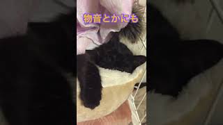 犬は嗅覚、猫は聴覚