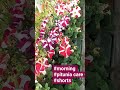 #dellylifestyle  #dally_status #youtubeshorts  #flowergarden #gardingvlog #youtubechannel