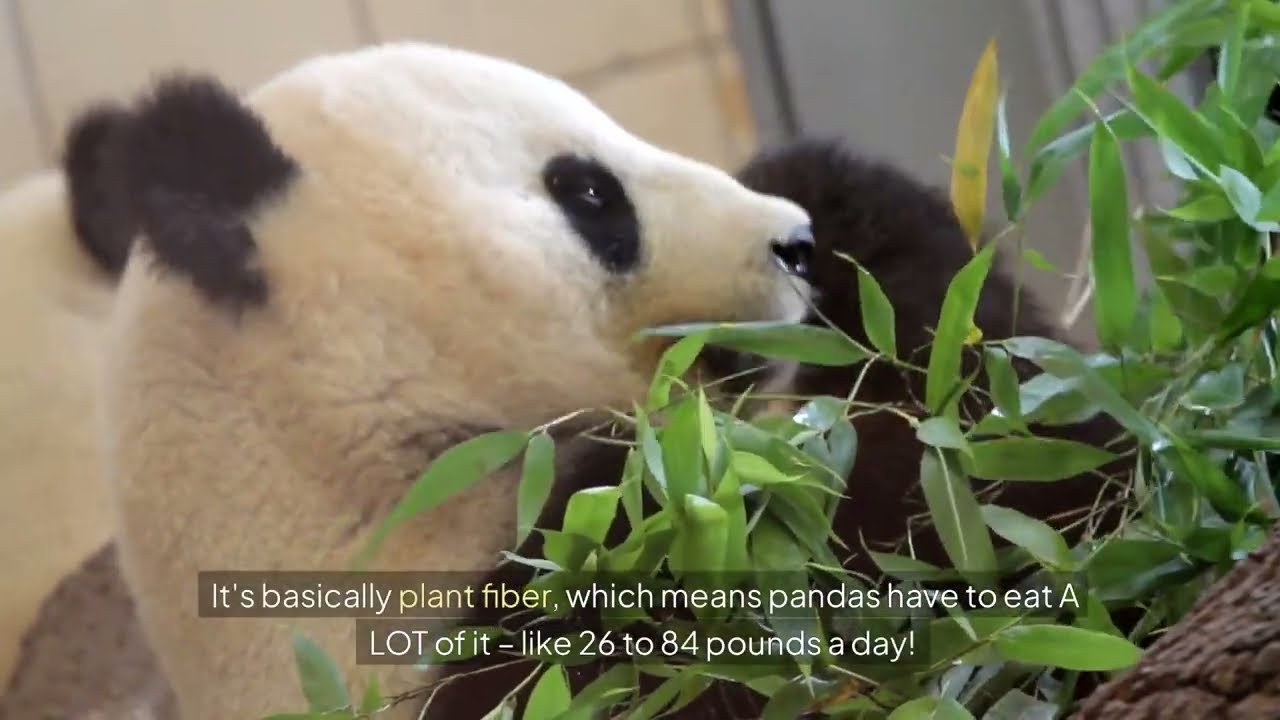 Weird Animal Diets You Won't Believe What These Creatures Eat!