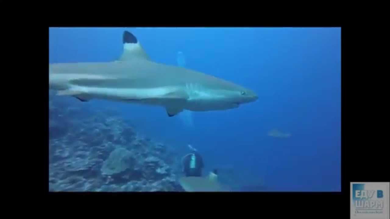 Нападение акул в шарм эль шейхе