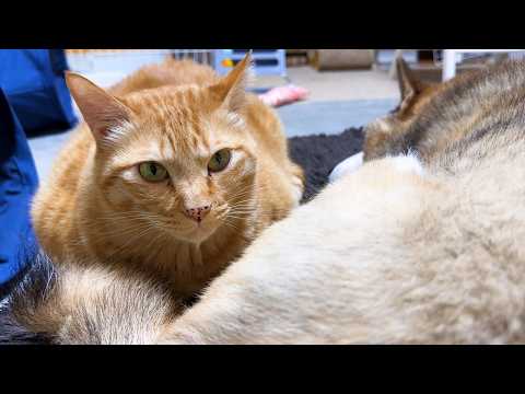 大好きな柴犬のお毛毛に顔をうずめちゃう茶トラ猫