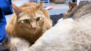 大好きな柴犬のお毛毛に顔をうずめちゃう茶トラ猫