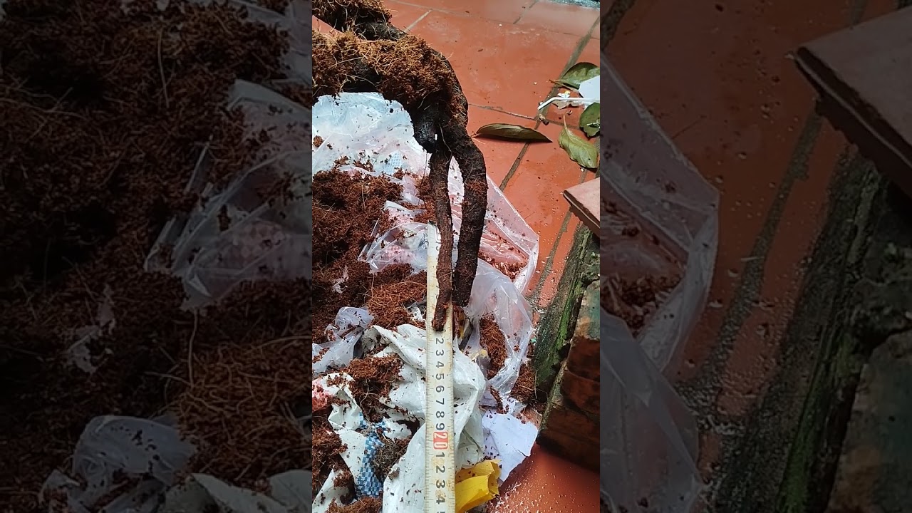 Cách trồng cây muội hồng p2