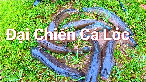 Đại Chiến Hồ 5 Trận Snakehead Fishing | Review Hồ Câu Cá Lóc Phần 3