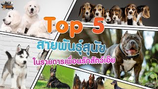 Top 5 สายพันธุ์สุนัข ที่มีคนสนใจในเพื่อนรักสัตว์เอ๊ย