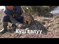 Аталар илгери ушинтип ууга(охота) чыгышчу🔥 Куш салуу. Охота с ястребом. Falconry