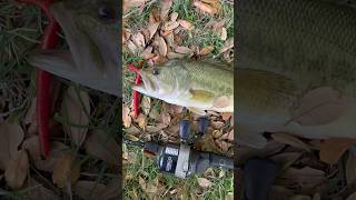 Catching a Largemouth Bass with a Hump Head! 🐫😮 #bassfishing #wildlife #fishinglife