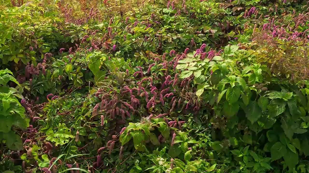250831白馬五竜高山植物園（展望リフト乗車中1）