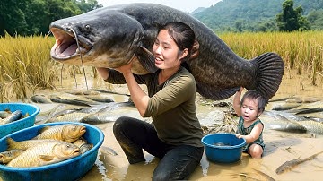 Catching Giant Catfish and Carp in the Rice Field by Hand and Bring them to the Market to Sell