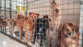 ‘It’s devastating’ | Over 100 dogs euthanized at Atlanta shelters due to overcrowding